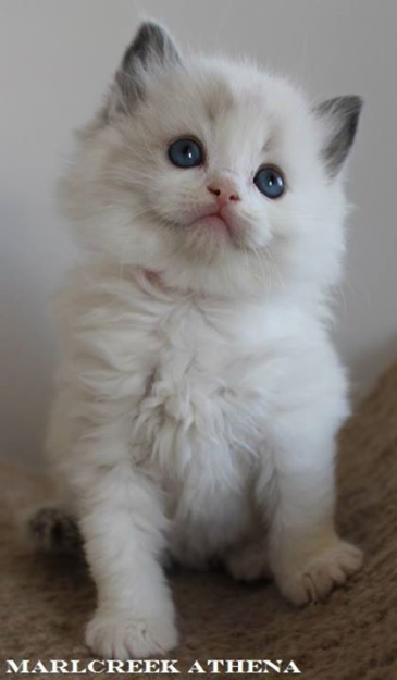Athena – Ragdoll of the Week: A Heartwarming Rescue Story