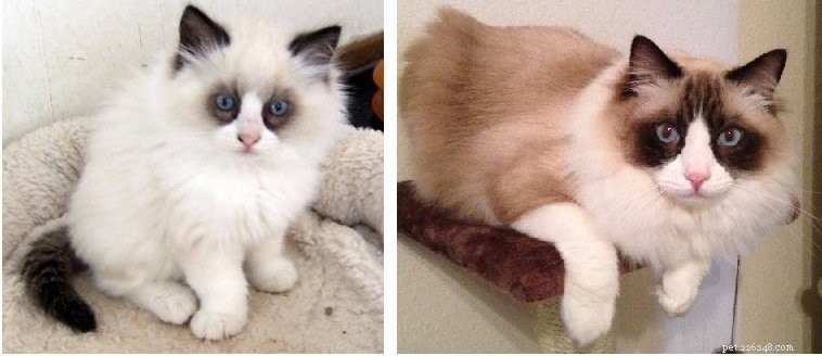 Seal Point Ragdoll Cats: Mitted, Bicolor, and Lynx Variants Explained