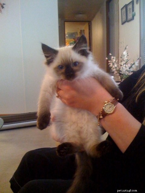 Seal Point Ragdoll Cats: Mitted, Bicolor, and Lynx Variants Explained