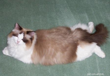 Seal Point Ragdoll Cats: Mitted, Bicolor, and Lynx Variants Explained