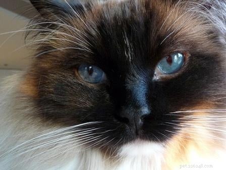 Seal Point Ragdoll Cats: Mitted, Bicolor, and Lynx Variants Explained