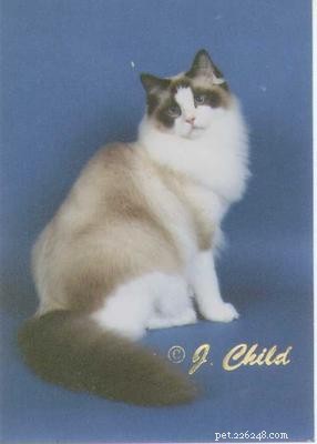 Seal Point Ragdoll Cats: Mitted, Bicolor, and Lynx Variants Explained