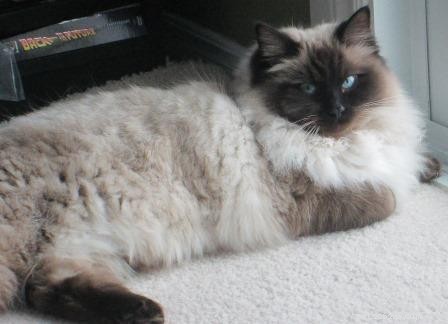 Seal Point Ragdoll Cats: Mitted, Bicolor, and Lynx Variants Explained