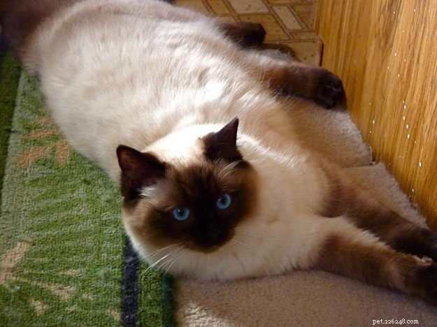 Seal Point Ragdoll Cats: Mitted, Bicolor, and Lynx Variants Explained