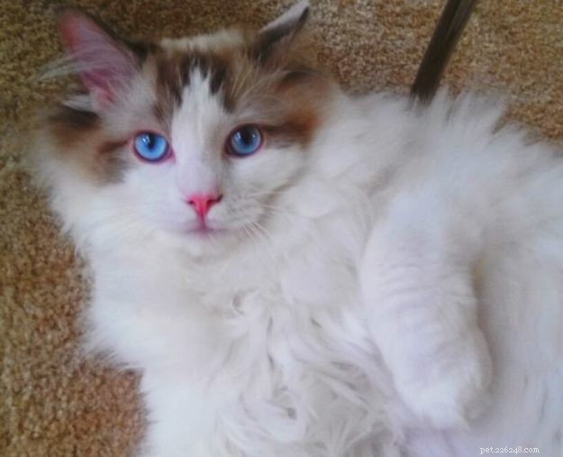 Seal Point Ragdoll Cats: Mitted, Bicolor, and Lynx Variants Explained