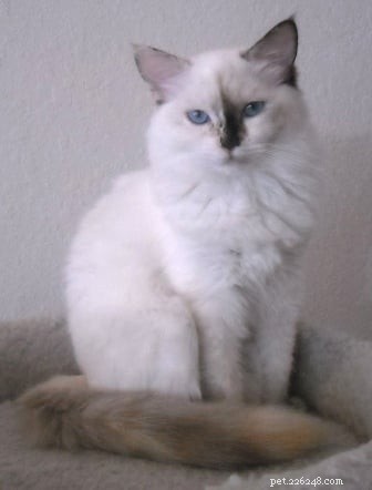 Seal Point Ragdoll Cats: Mitted, Bicolor, and Lynx Variants Explained