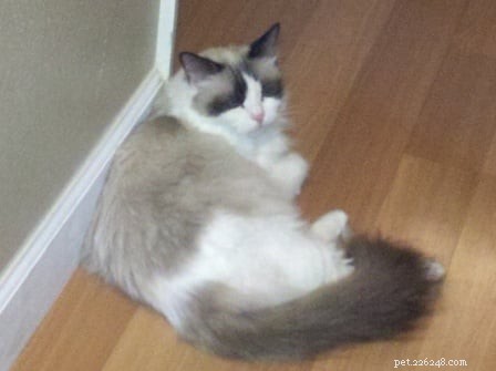 Seal Point Ragdoll Cats: Mitted, Bicolor, and Lynx Variants Explained