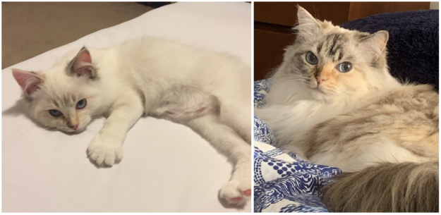 Seal Point Ragdoll Cats: Mitted, Bicolor, and Lynx Variants Explained