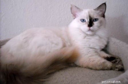Seal Point Ragdoll Cats: Mitted, Bicolor, and Lynx Variants Explained