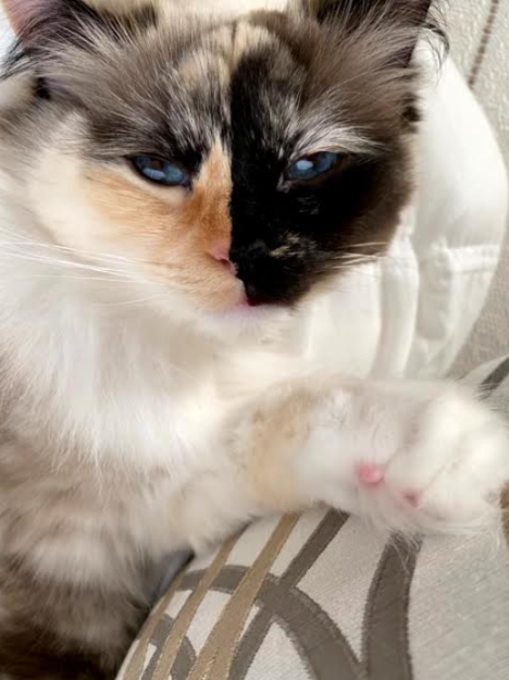 Seal Point Ragdoll Cats: Mitted, Bicolor, and Lynx Variants Explained
