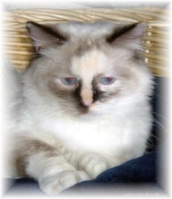 Seal Point Ragdoll Cats: Mitted, Bicolor, and Lynx Variants Explained