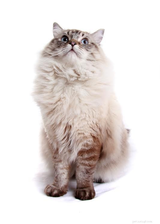 Seal Point Ragdoll Cats: Mitted, Bicolor, and Lynx Variants Explained