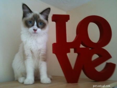 Seal Point Ragdoll Cats: Mitted, Bicolor, and Lynx Variants Explained