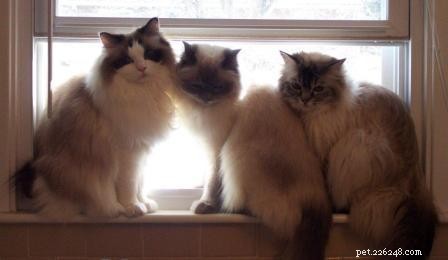 Seal Point Ragdoll Cats: Mitted, Bicolor, and Lynx Variants Explained