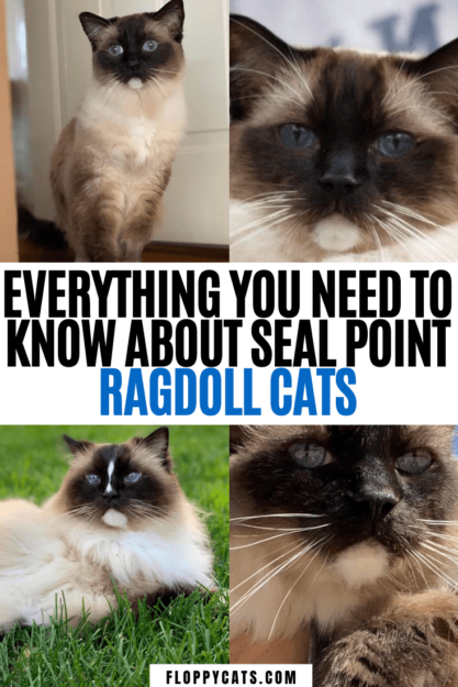 Seal Point Ragdoll Cats: Mitted, Bicolor, and Lynx Variants Explained