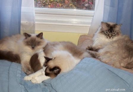 Seal Point Ragdoll Cats: Mitted, Bicolor, and Lynx Variants Explained