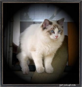 Seal Point Ragdoll Cats: Mitted, Bicolor, and Lynx Variants Explained