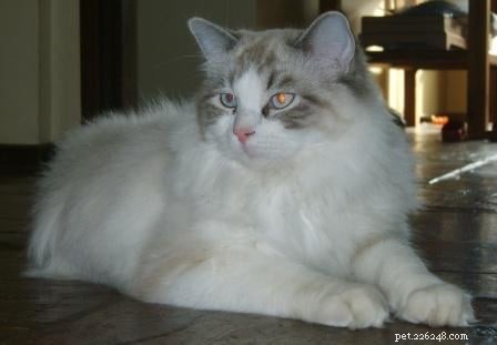 Seal Point Ragdoll Cats: Mitted, Bicolor, and Lynx Variants Explained