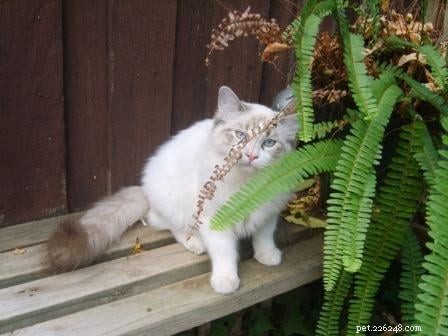 Seal Point Ragdoll Cats: Mitted, Bicolor, and Lynx Variants Explained