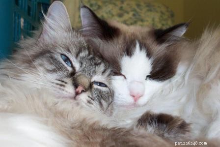 Seal Point Ragdoll Cats: Mitted, Bicolor, and Lynx Variants Explained