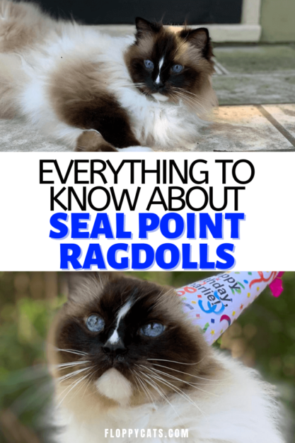 Seal Point Ragdoll Cats: Mitted, Bicolor, and Lynx Variants Explained