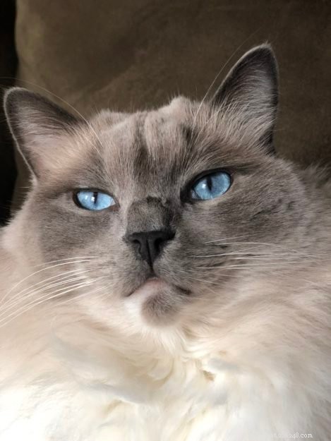 Blue Ragdoll Cats & Kittens: Classic Colorpoint Elegance