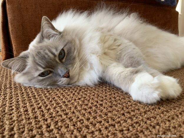 Blue Ragdoll Cats & Kittens: Classic Colorpoint Elegance