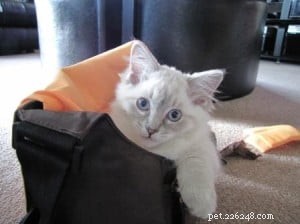 Blue Ragdoll Cats & Kittens: Classic Colorpoint Elegance