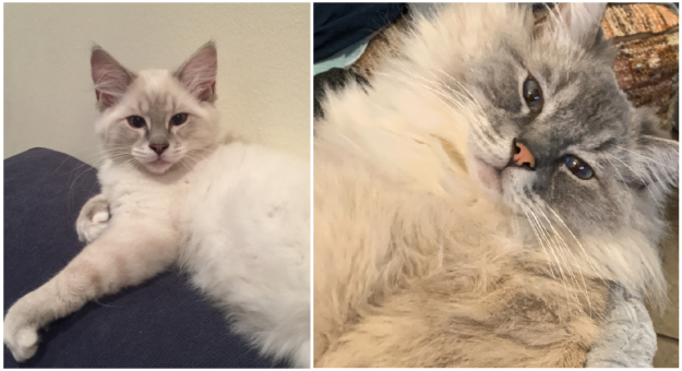 Blue Ragdoll Cats & Kittens: Classic Colorpoint Elegance