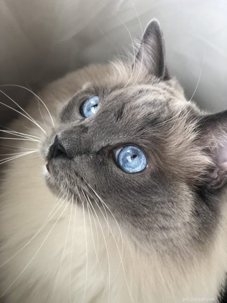 Blue Ragdoll Cats & Kittens: Classic Colorpoint Elegance