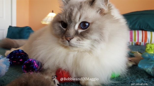 Blue Ragdoll Cats & Kittens: Classic Colorpoint Elegance