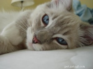 Blue Ragdoll Cats & Kittens: Classic Colorpoint Elegance