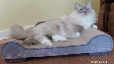 Blue Ragdoll Cats & Kittens: Classic Colorpoint Elegance