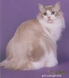 Blue Ragdoll Cats & Kittens: Classic Colorpoint Elegance