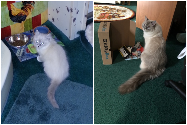 Blue Ragdoll Cats & Kittens: Classic Colorpoint Elegance