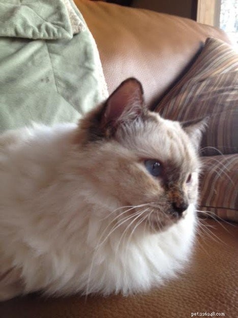 Blue Ragdoll Cats & Kittens: Classic Colorpoint Elegance