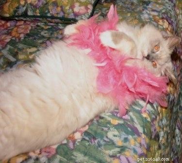 Blue Ragdoll Cats & Kittens: Classic Colorpoint Elegance