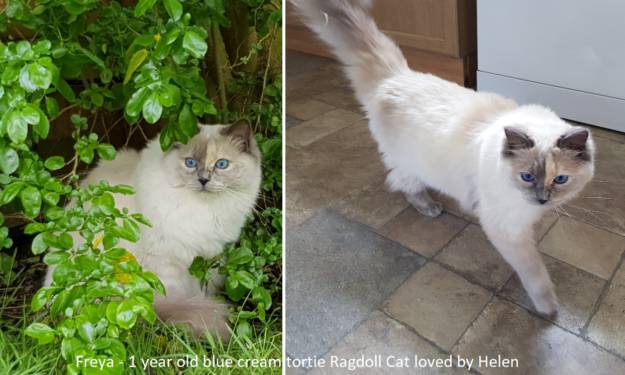 Blue Ragdoll Cats & Kittens: Classic Colorpoint Elegance