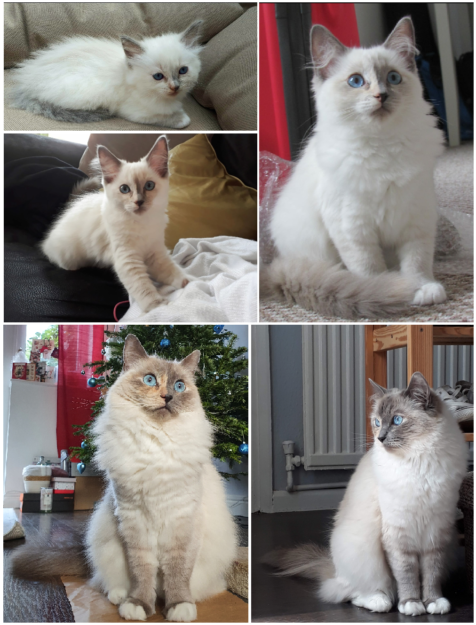 Blue Ragdoll Cats & Kittens: Classic Colorpoint Elegance