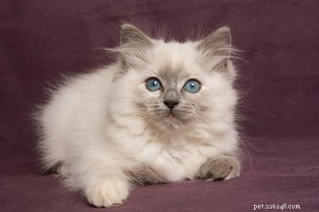 Blue Ragdoll Cats & Kittens: Classic Colorpoint Elegance