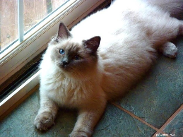 Blue Ragdoll Cats & Kittens: Classic Colorpoint Elegance