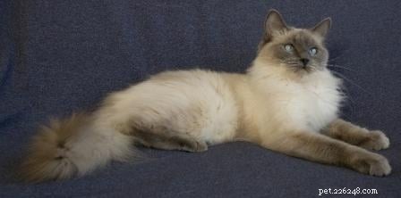 Blue Ragdoll Cats & Kittens: Classic Colorpoint Elegance