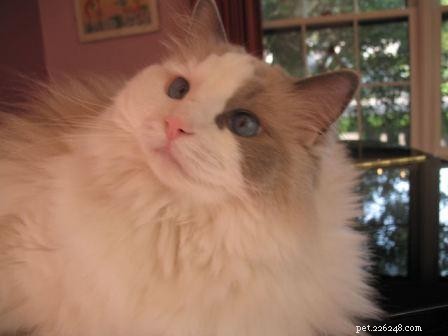 Blue Ragdoll Cats & Kittens: Classic Colorpoint Elegance