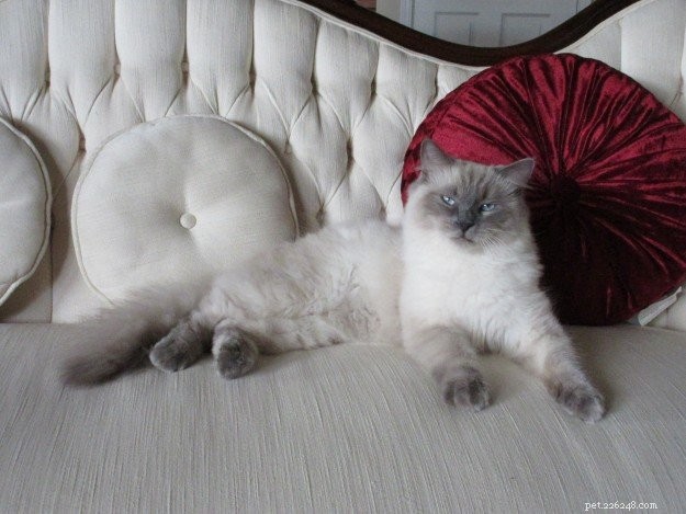 Blue Ragdoll Cats & Kittens: Classic Colorpoint Elegance