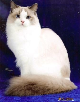 Blue Ragdoll Cats & Kittens: Classic Colorpoint Elegance