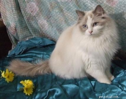 Blue Ragdoll Cats & Kittens: Classic Colorpoint Elegance