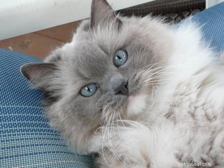 Blue Ragdoll Cats & Kittens: Classic Colorpoint Elegance