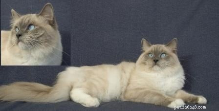 Blue Ragdoll Cats & Kittens: Classic Colorpoint Elegance