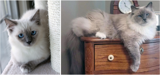 Blue Ragdoll Cats & Kittens: Classic Colorpoint Elegance