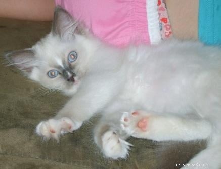 Blue Ragdoll Cats & Kittens: Classic Colorpoint Elegance